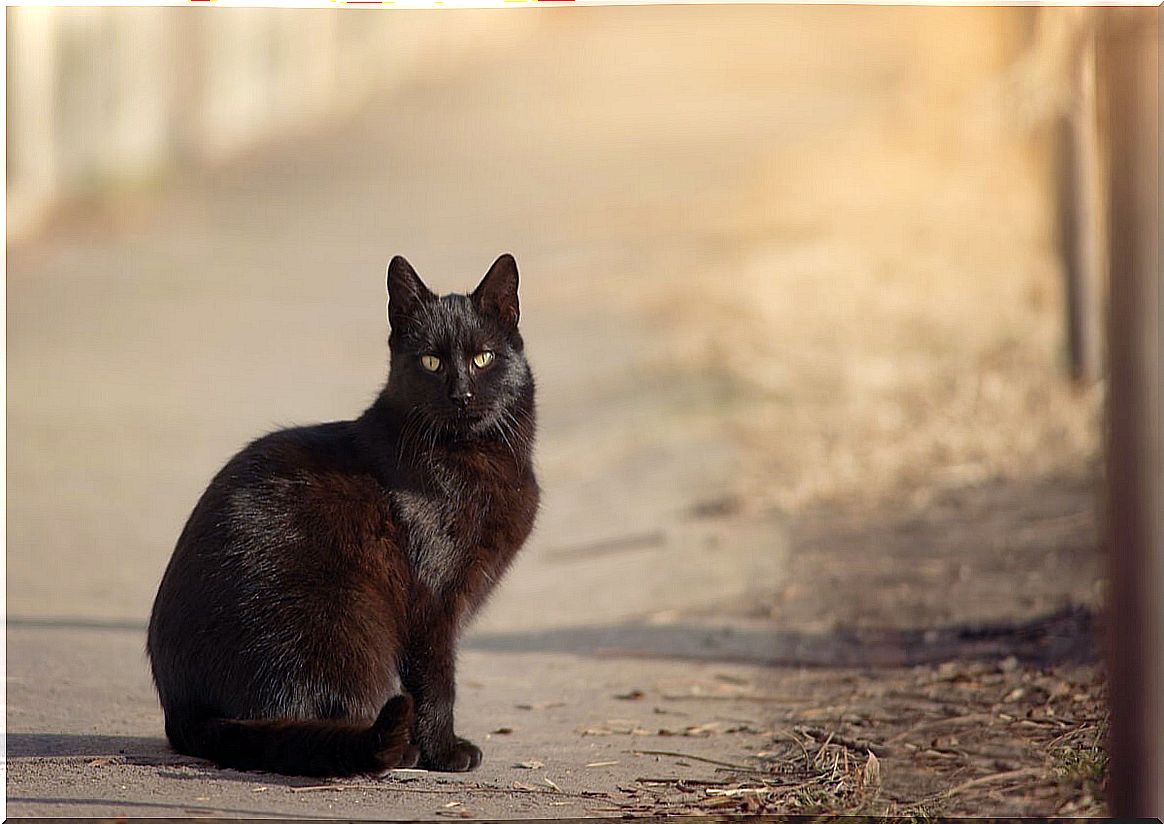 Black cat on a road