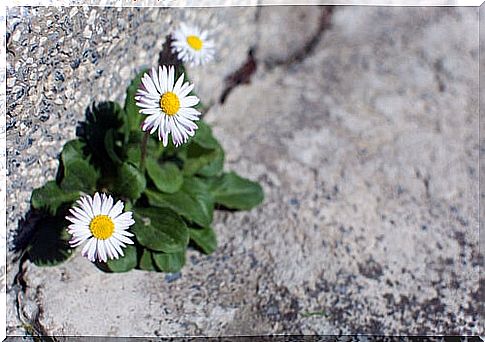 Roadside flowers representing adversity