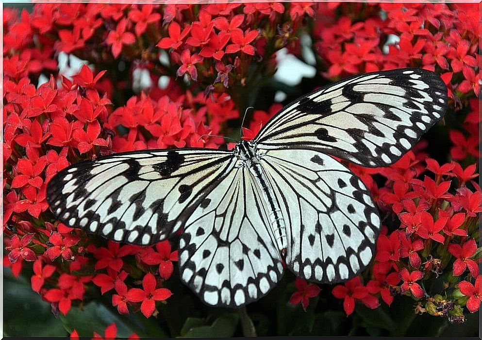 Butterfly with flowers