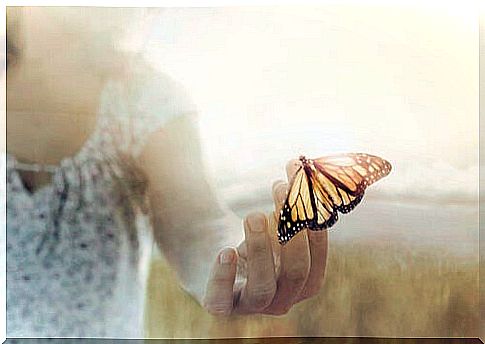 Butterfly in a hand