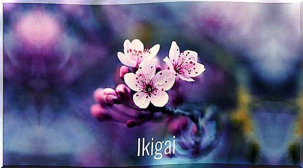 Almond blossom representing the ikigai