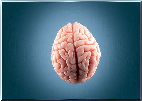 Brain