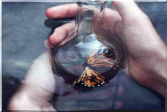 butterfly inside a glass bottle