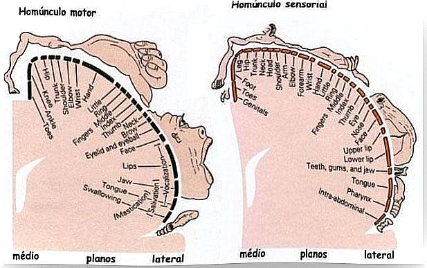 Structure of the motor homunculus and sensory homunculus