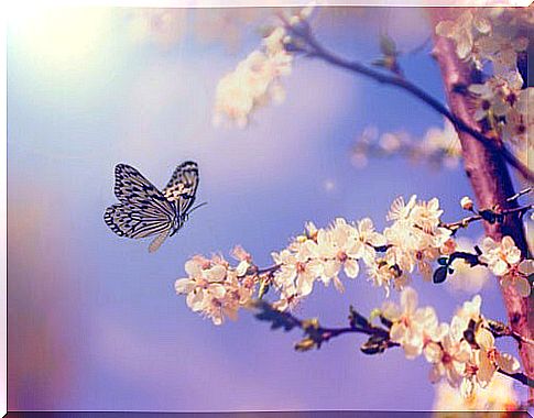 Butterfly flying over flowers