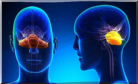 What is the cerebellum, what parts make it up, and what function does it have?