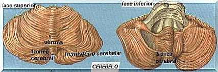 Parts of the cerebellum